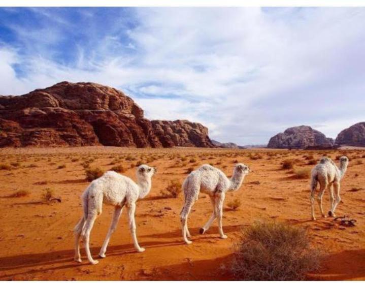 Star Magic Camp Hotel Wadi Rum Exterior photo